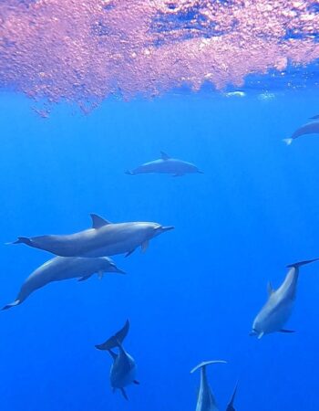 Raie Manta Diving – Tikehau