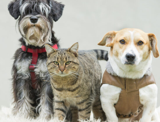 Miri’Arii Service & GRM Service – Pet Sitter à domicile