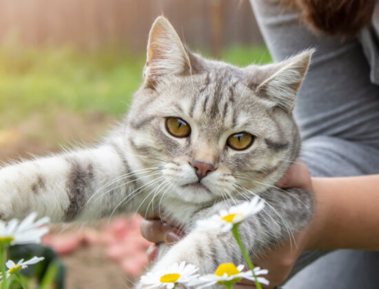 Miri’Arii Service & GRM Service – Pet Sitter à domicile
