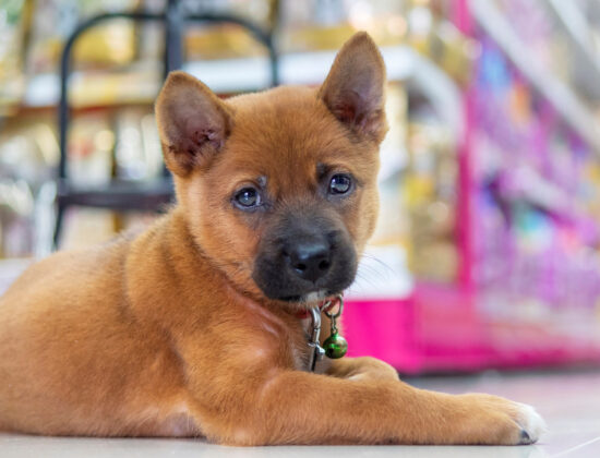 Miri’Arii Service & GRM Service – Pet Sitter à domicile