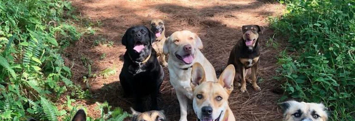Les Chiens de Tahiti